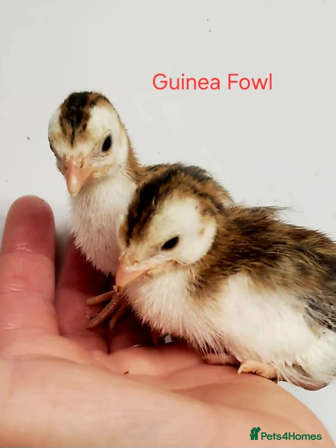 Chickens poultry for sale: Various Pure breed chicks/eggs + guinea fowl keets - Advert 2