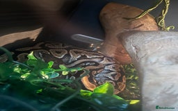 Python Snake reptiles for sale: 2 x royal ball python’s with set up  - Image 3
