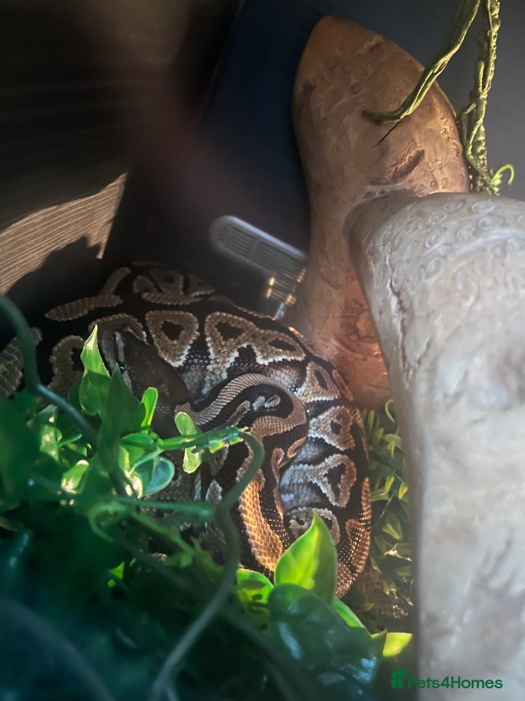 Python Snake reptiles for sale: 2 x royal ball python’s with set up  - Image 3