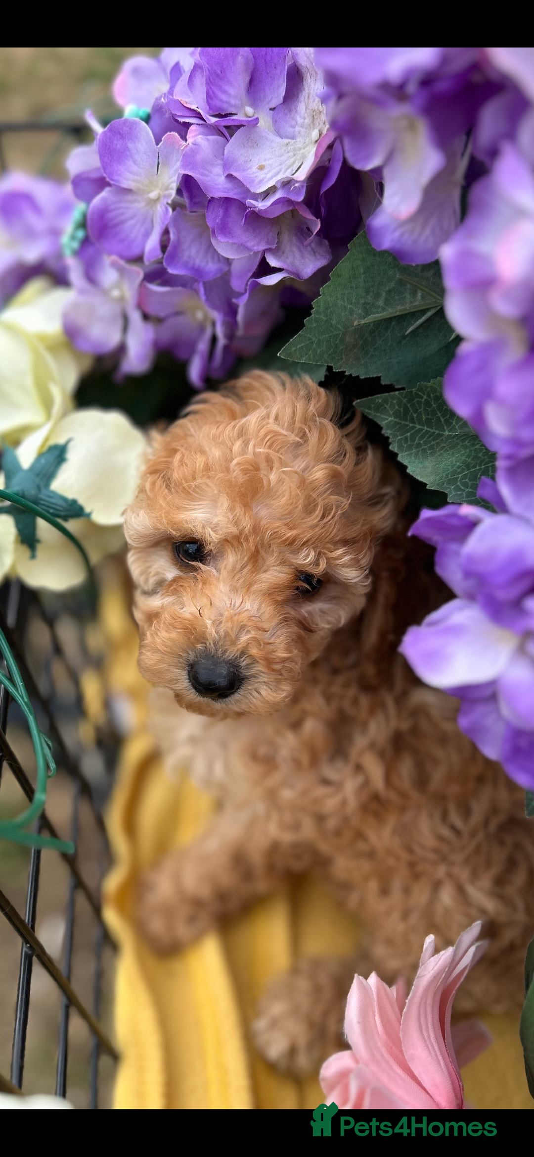 Cockapoo dogs for sale: YANKYDOODLES  ( COCKERPOOS) - Image 5