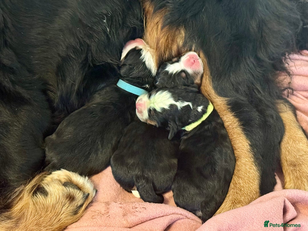 Bernese Mountain Dog dogs for sale: Beautiful KC Litter  - Advert 18