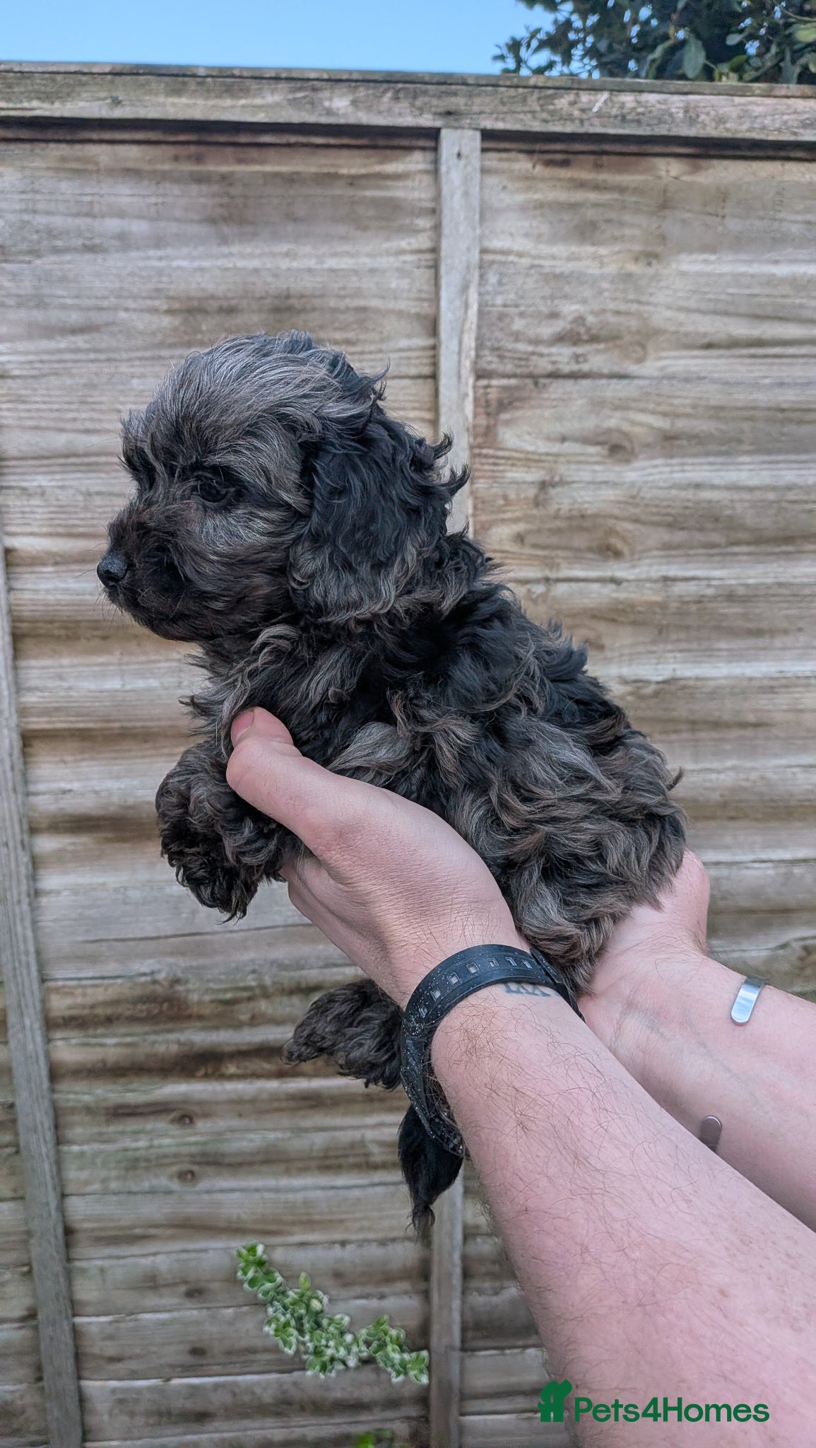 Cockapoo dogs Stunning Toy Cockapoo Puppies - Advert 14