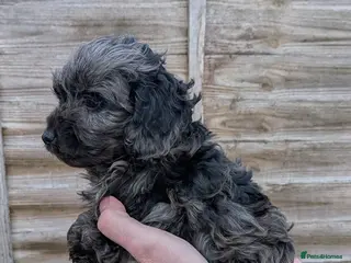 Cockapoo dogs Stunning Toy Cockapoo Puppies - Advert 14