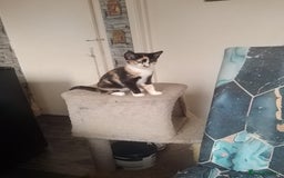 British Shorthair cats for sale: 2 beautiful kittens looking for forever home  - Image 3