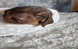 Dachshund dogs for sale: Standered dachunds. Only 2 remain - Image 11