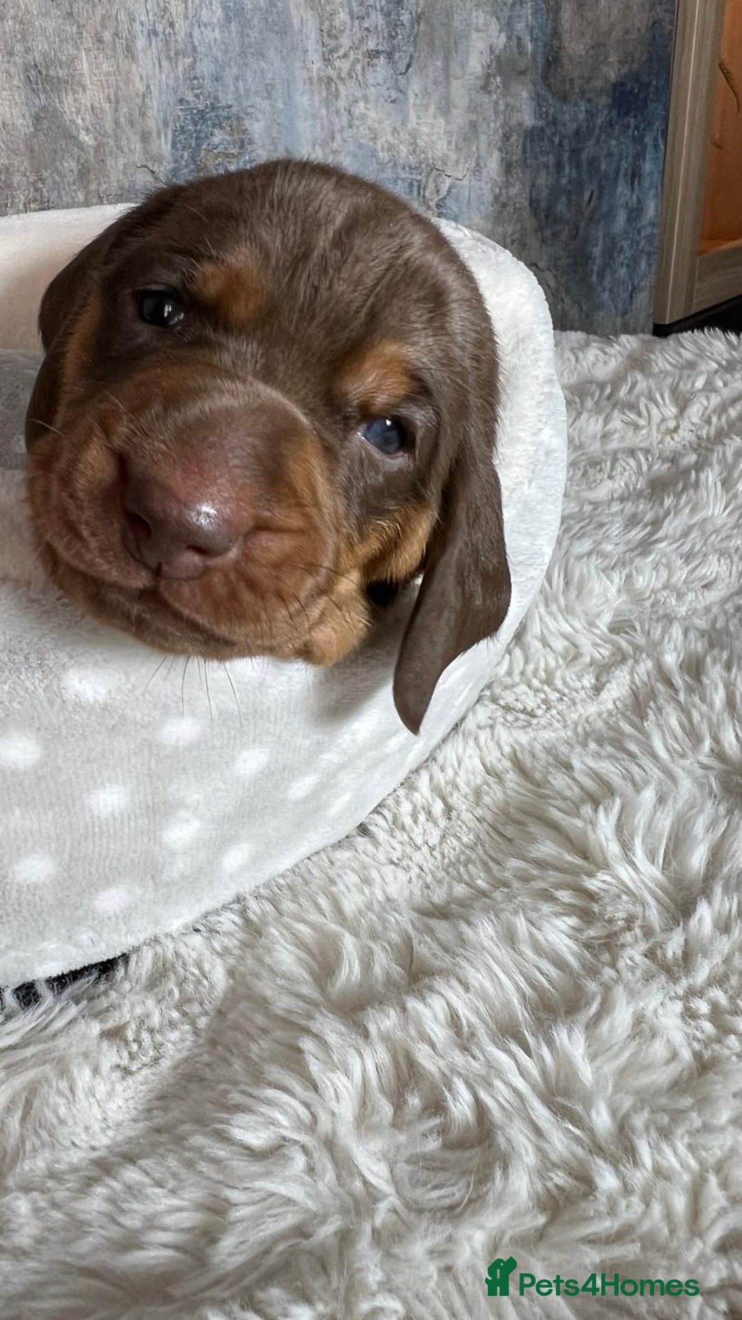 Dachshund dogs for sale: Standered dachunds. Only 2 remain - Image 11
