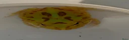Frog reptiles for sale: Pac-Man Frogs cb26  - Advert 11