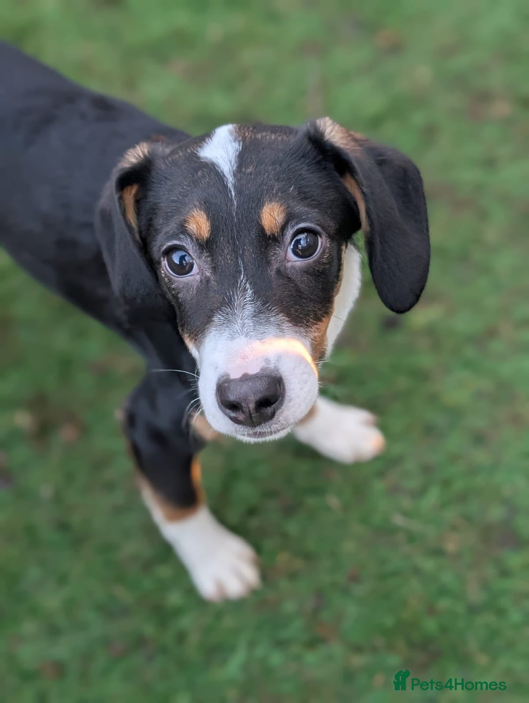 Mixed Breed dogs for adoption: Faith - In Ayr Looking for a home <3  - Advert 1