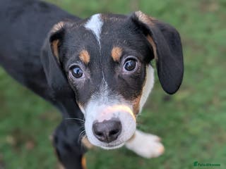 Mixed Breed dogs Faith - In Ayr Looking for a home <3 - Advert 8