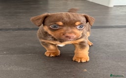 Jack Russell dogs for sale: Gorgeous miniature Jack Russell puppies  - Image 4