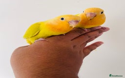 Lovebirds birds for sale: Hand reared lovebirds for sale  - Image 6