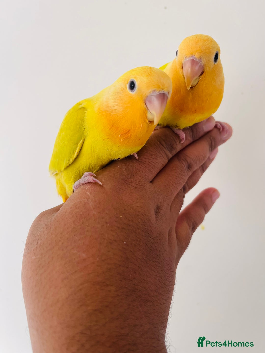 Lovebirds birds for sale: Hand reared lovebirds for sale  - Image 6