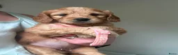 Goldador dogs for sale: Goldador puppies  - Advert 9