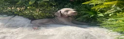 Weimaraner dogs for sale: 💫Reduced Price KC Litter💫 - Advert 33