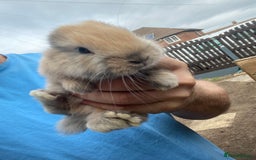 Mini Lop rabbits for sale: Mini lop babies  - Image 3