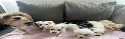 Morkie dogs for sale: morkie puppies - Advert 5