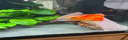 Fancy Goldfish fish for sale: Fluval Roma 240 complete fancy goldfish aquarium  - Advert 4