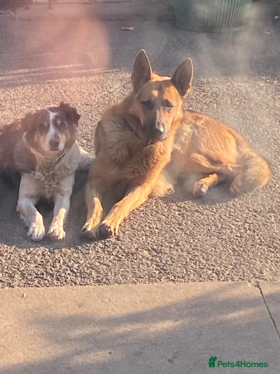 German Shepherd dogs for sale: GSD X COLLIE,BIG CHUNKY FARM BRED PUPS. - Advert 14