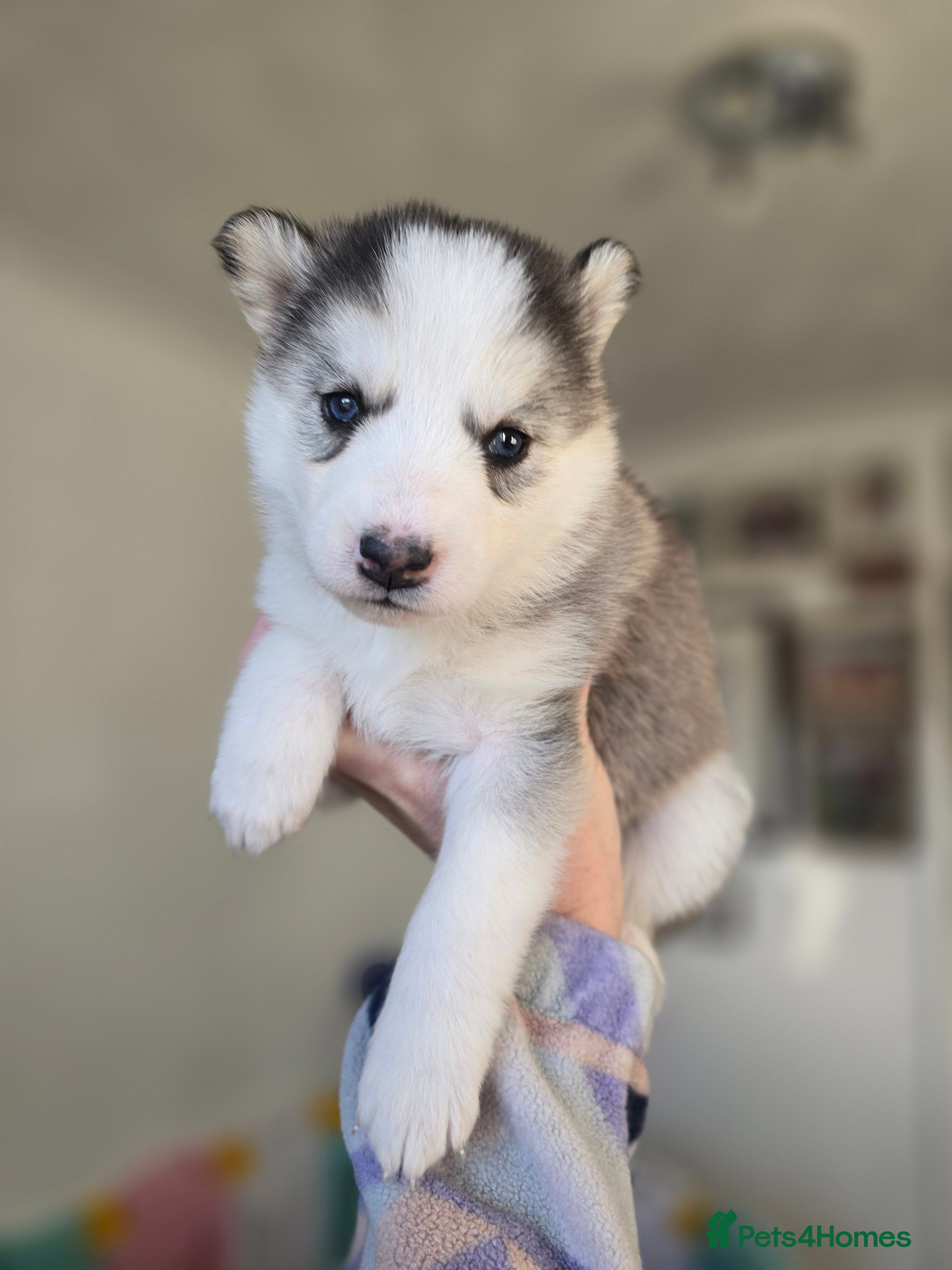Alaskan Malamute dogs litter of chunky fluffy malamutes - Advert 2