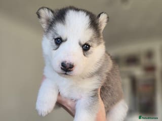 Alaskan Malamute dogs litter of chunky fluffy malamutes - Advert 2