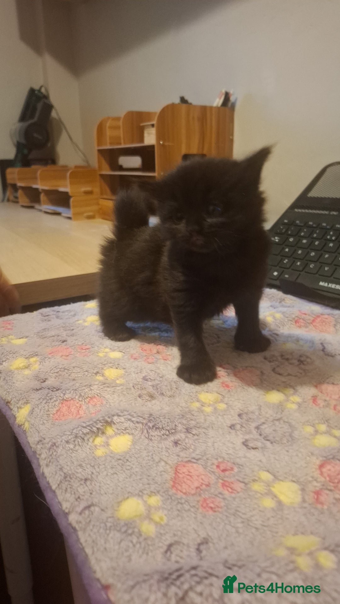 Mixed Breed cats for sale: Brown kitten avaliable.ready 16th August  - Image 3