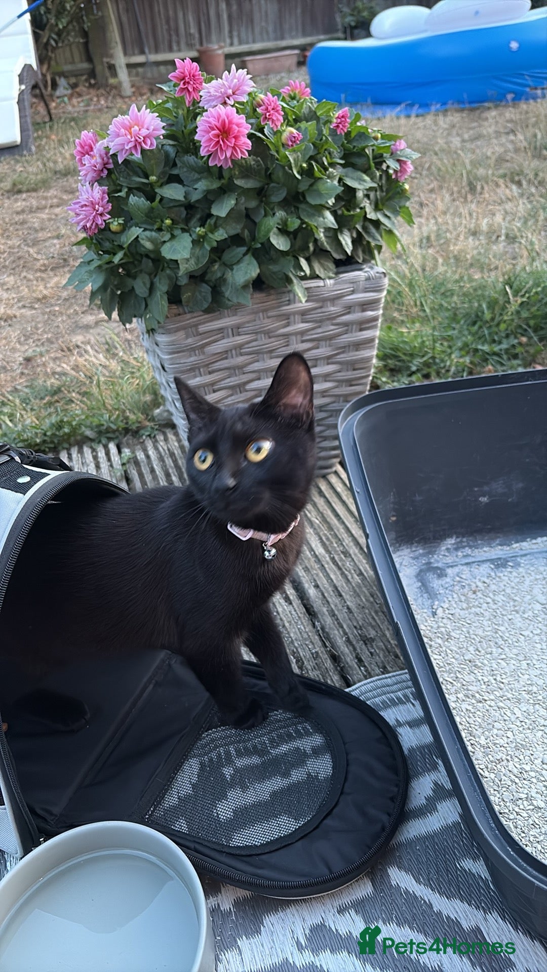 Mixed Breed cats for sale: Dad and Daughter  - Advert 3