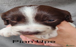English Springer Spaniel dogs for sale: Highest Quality 8 DNA tested CLEAR KC reg puppies - Image 13