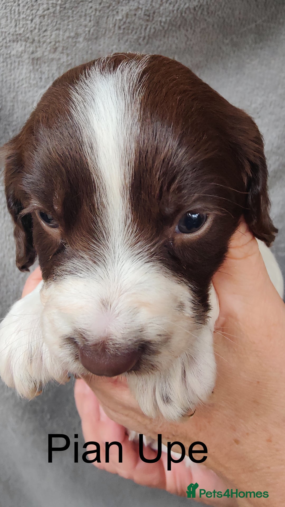 English Springer Spaniel dogs for sale: Highest Quality 8 DNA tested CLEAR KC reg puppies - Image 13