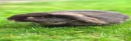 Mini Lop rabbits for sale: Gorgeous Mini Lop Adult Does Available - Advert 2