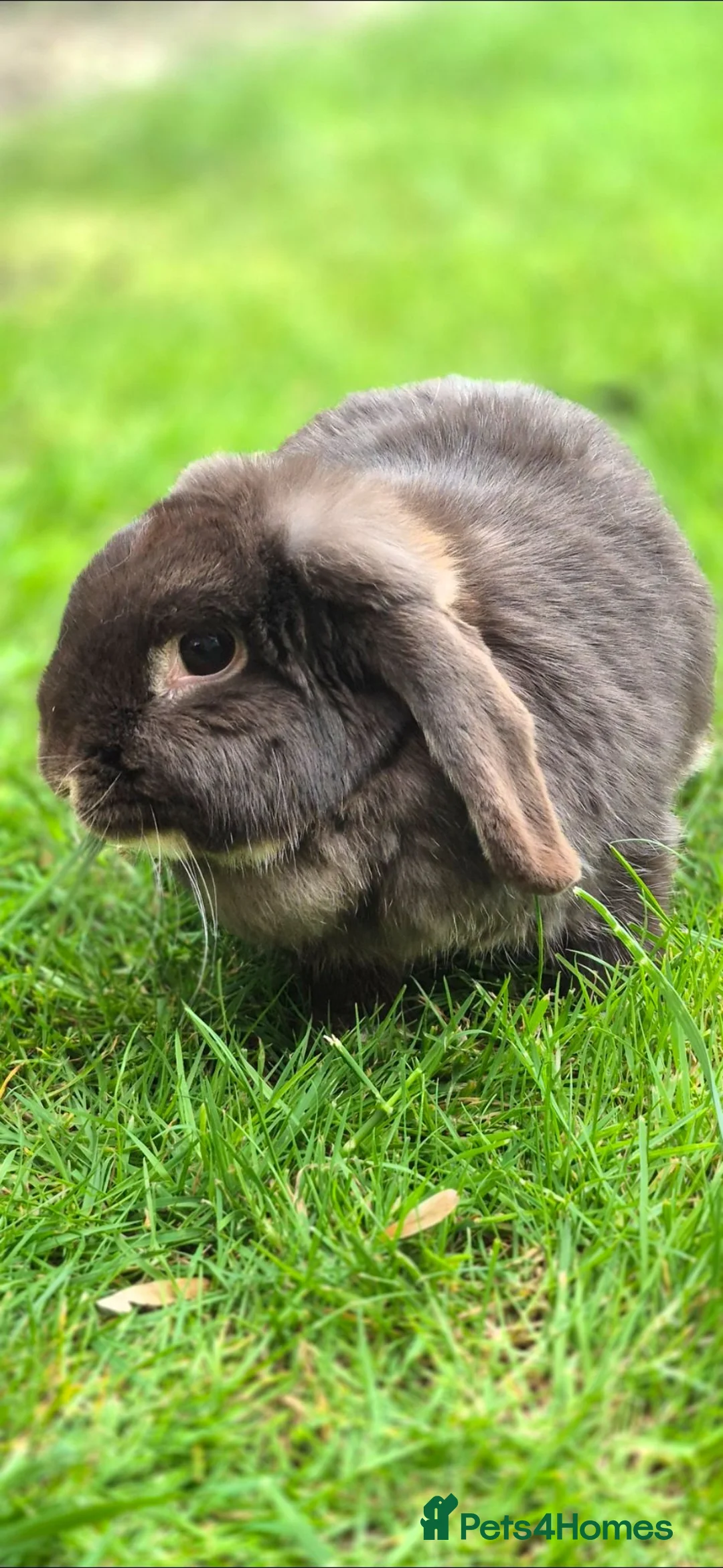 Mini Lop rabbits for sale: Gorgeous Mini Lop Adult Does Available - Advert 2