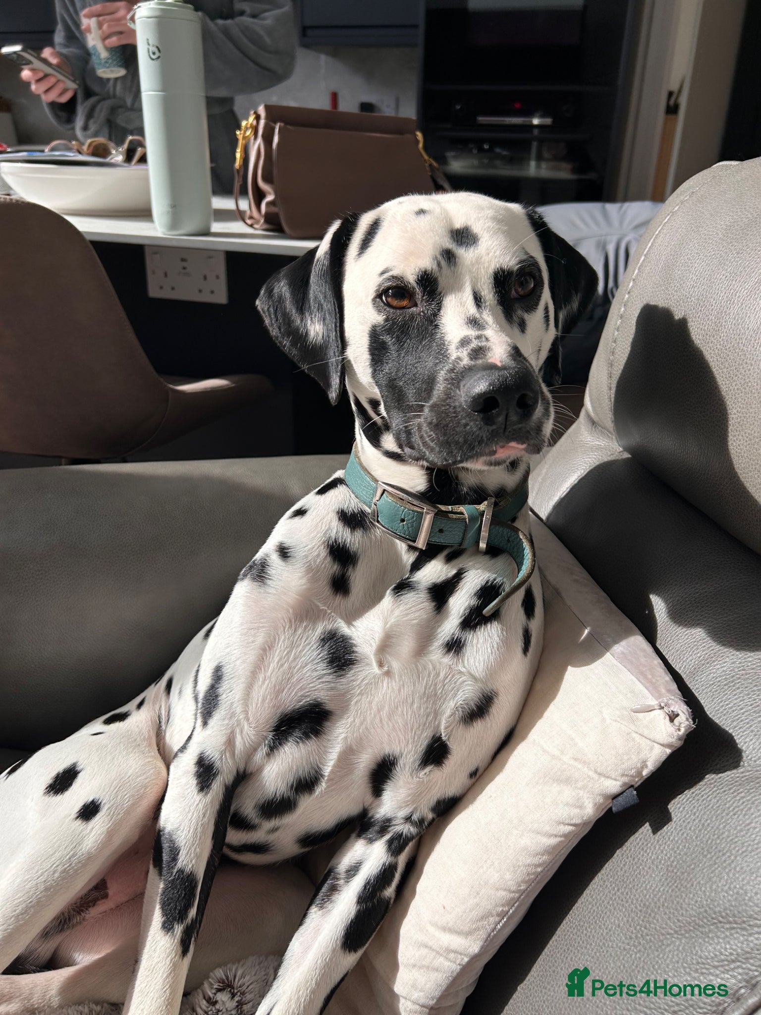 Dalmatian dogs Beautiful KC Dalmatian boy available for stud  - Advert 19