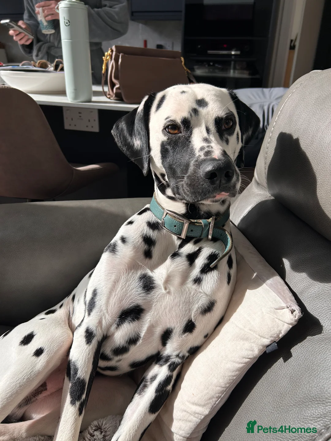 Dalmatian dogs for stud: Beautiful KC Dalmatian boy available for stud  - Advert 1