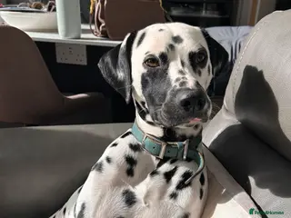 Dalmatian dogs Beautiful KC Dalmatian boy available for stud - Advert 19