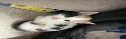 Mixed Breed cats for sale: Stunning kittens  in Ashford - Advert 3
