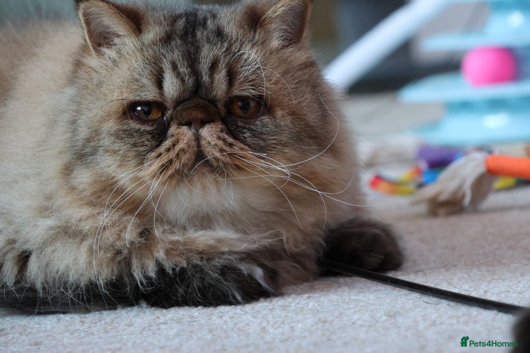 Persian cats for sale: Eric & Mickey - Advert 15