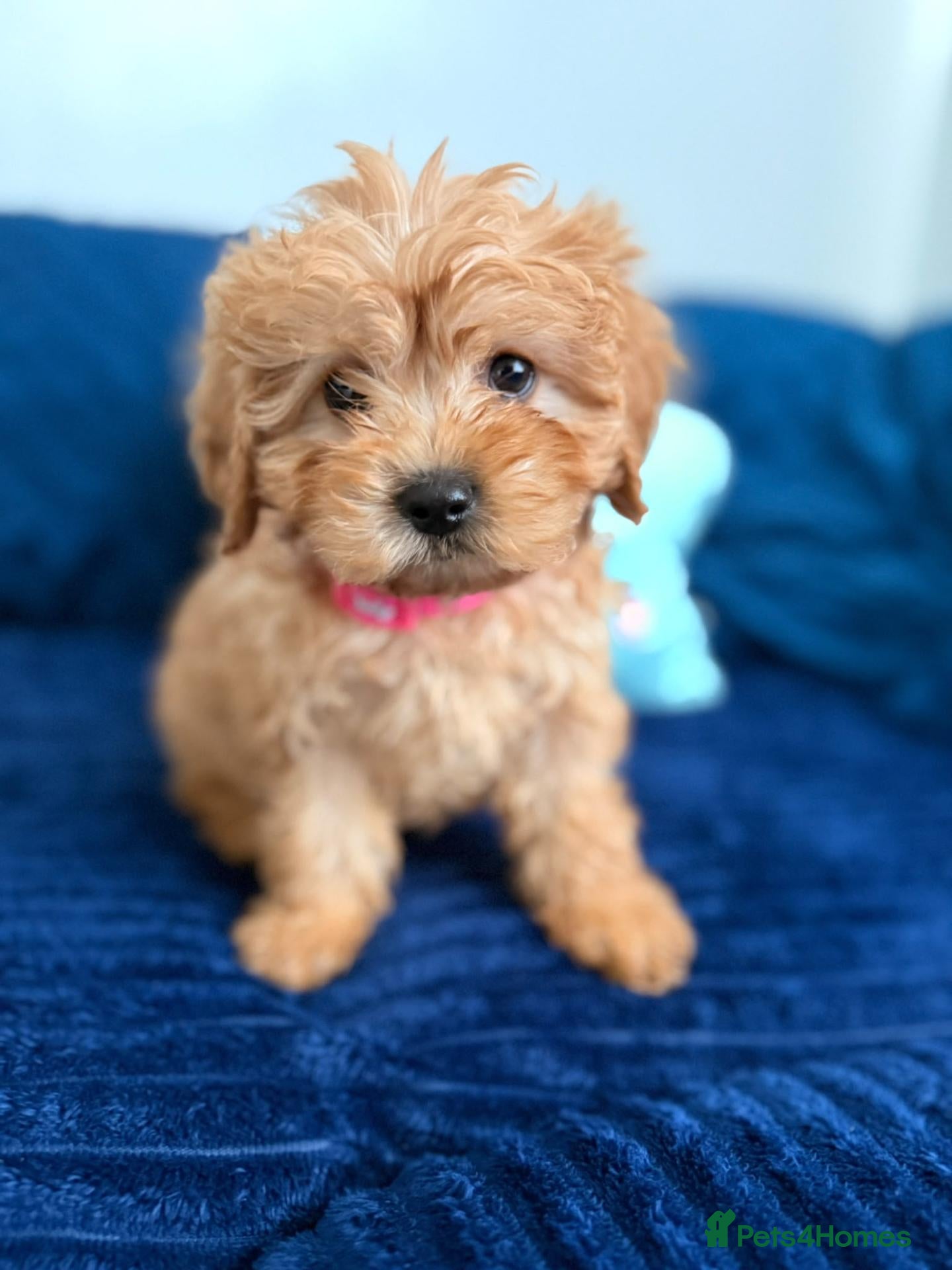 Cavapoo dogs Last girl ready to go  - Advert 2