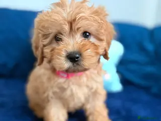 Cavapoo dogs Last girl ready to go - Advert 2
