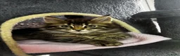 Maine Coon cats for sale: Half Maine Coon kittens  - Advert 8
