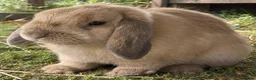 Mini Lop rabbits for sale: Mini lops - Advert 2