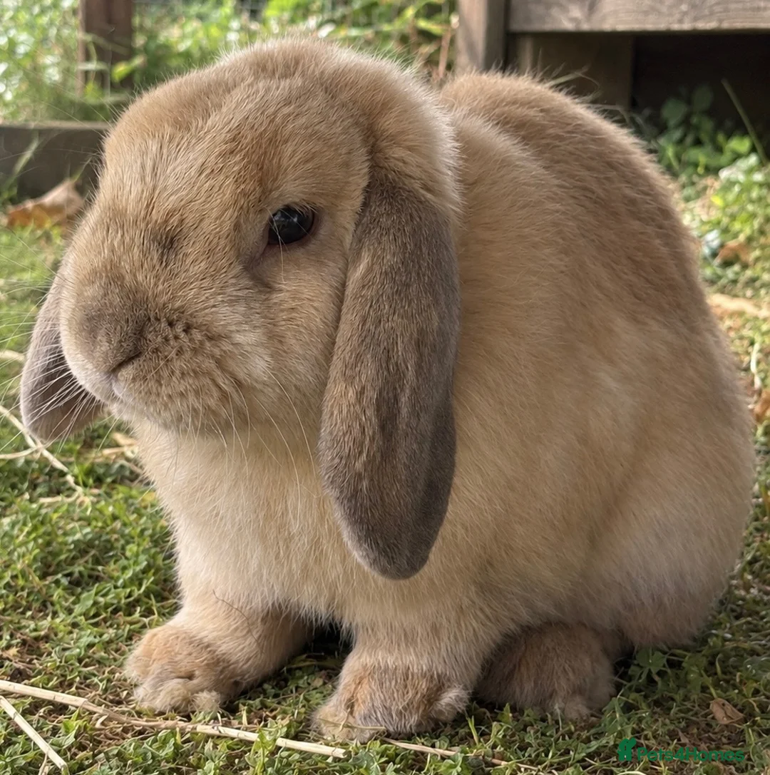 Mini Lop rabbits for sale: Mini lops - Advert 2