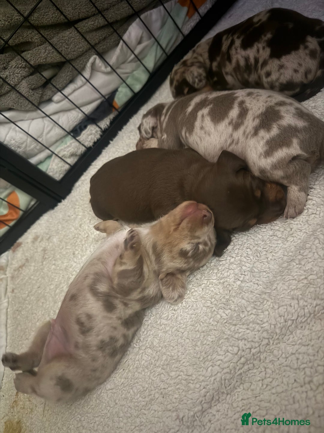 Miniature Dachshund dogs for sale: Beautiful Miniature Dachshund Puppies - Advert 7