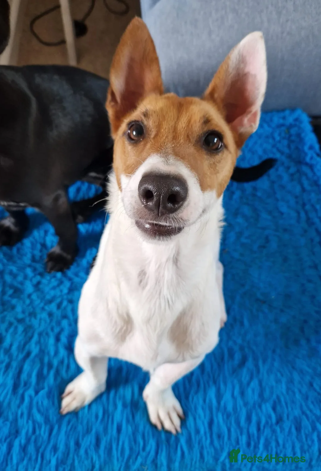 Mixed Breed dogs for adoption: 🐾 Meet Jake – A Happy, Bouncy Young Terrier! 🐾 in Northallerton - Advert 2