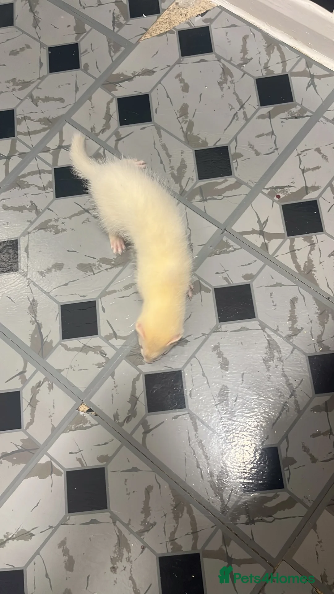 Ferret rodents for sale: Ferret in Reading - Advert 2