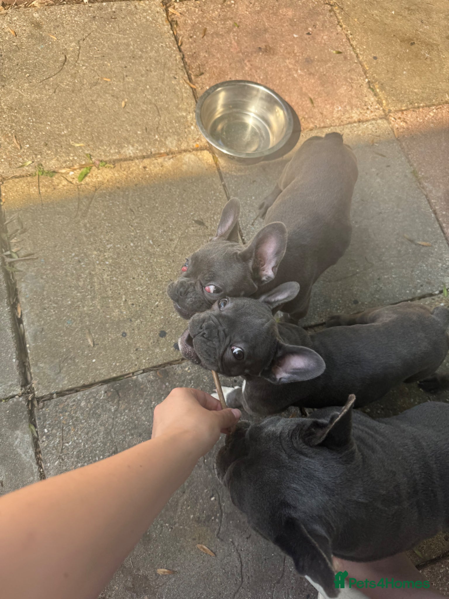 French Bulldog dogs 2 blue frenchies looking for their forever home - Advert 16