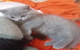 British Shorthair cats for sale: 4 British short hair lilac girls 1 choch torte boy - Image 6