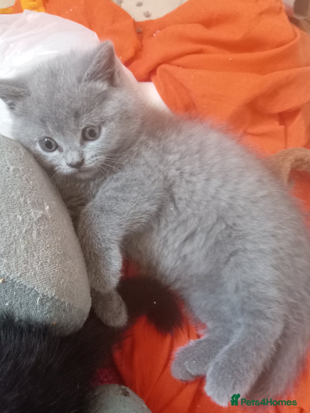 British Shorthair cats for sale: 4 British short hair lilac girls 1 choch torte boy - Image 6