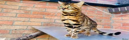 Bengal cats for stud: Adorable pure Bengal boy❤️ for stud in Purfleet - Advert 10