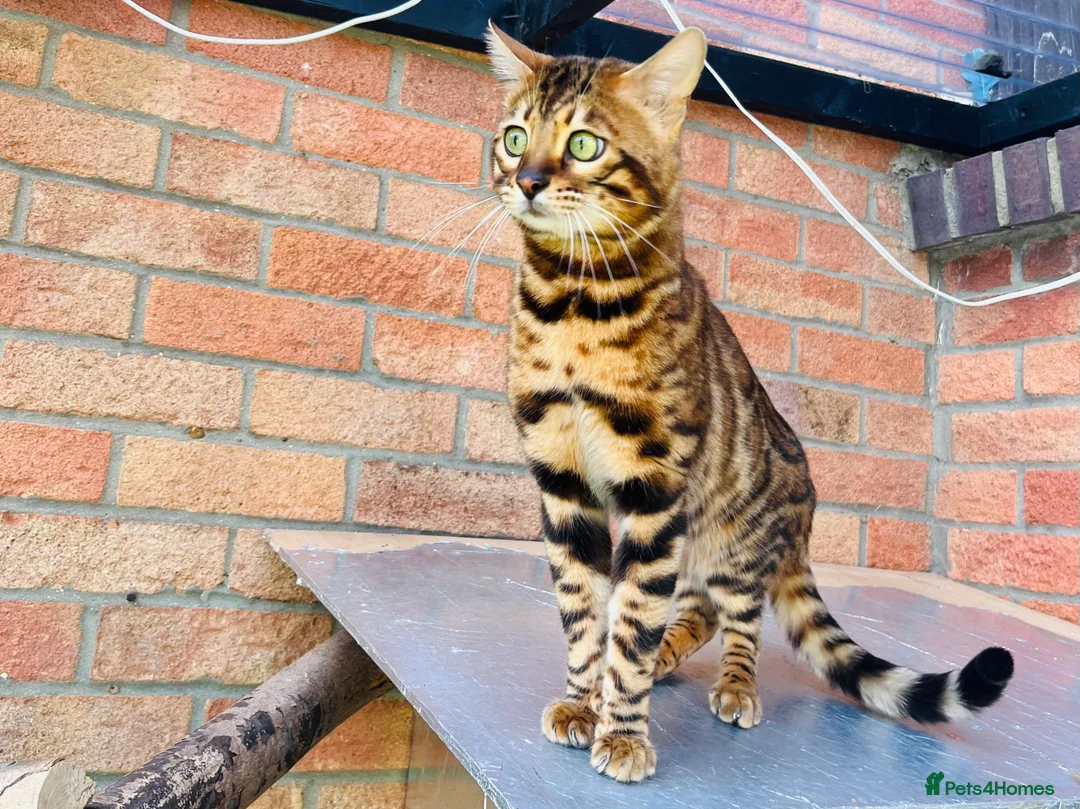 Bengal cats for stud: Adorable pure Bengal boy❤️ for stud in Purfleet - Advert 10