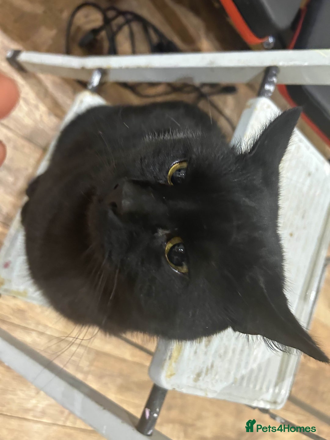 British Shorthair cats for sale: BLACK BRITISH SHORT HAIR CAT (comes with cat food) - Image 8