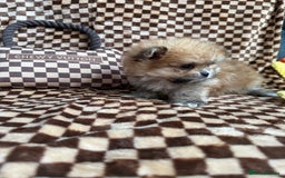 Mixed Breed dogs for sale: RARE  Shipom /pomshi Pomeranian and Shihtzu cross  - Image 19